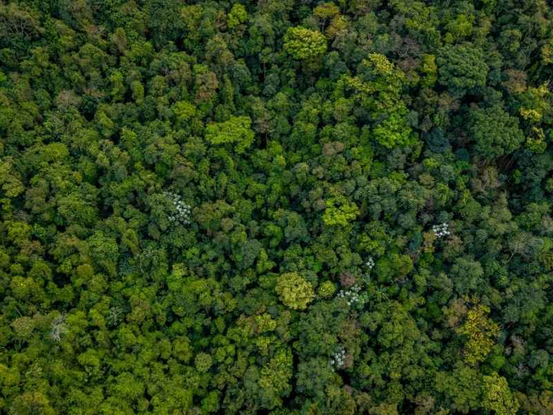 LiDAR Mapping Dense Cedar Austin Texas - Austin Land Surveying LiDAR mapping used to reveal ground beneath dense cedar vegetation in Austin,Texas